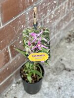 Zdjęcie rosliny doniczkowej Clematis Andante (Powojnik), ujęcie 1
