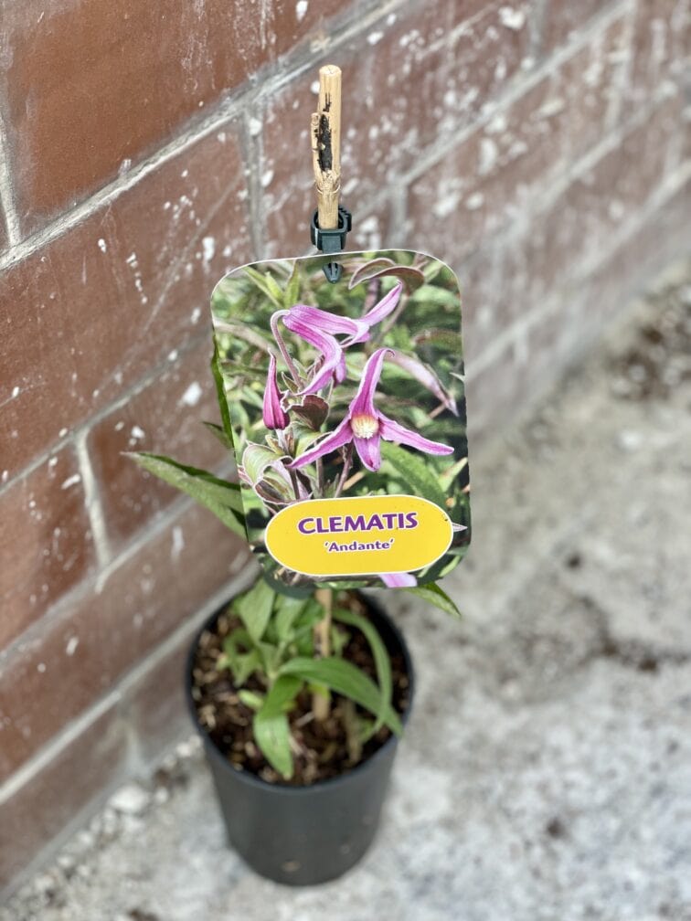 Zdjęcie rosliny doniczkowej Clematis Andante (Powojnik), ujęcie 1