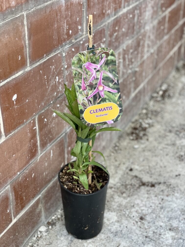 Zdjęcie rosliny doniczkowej Clematis Andante (Powojnik), ujęcie 2