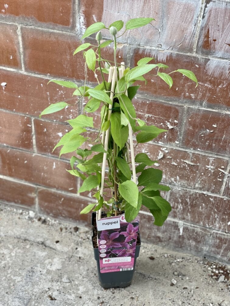 Zdjęcie rośliny Clematis Dr Ruppel, ujęcie 1