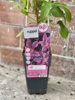 Zdjęcie rośliny Clematis Dr Ruppel, ujęcie 2