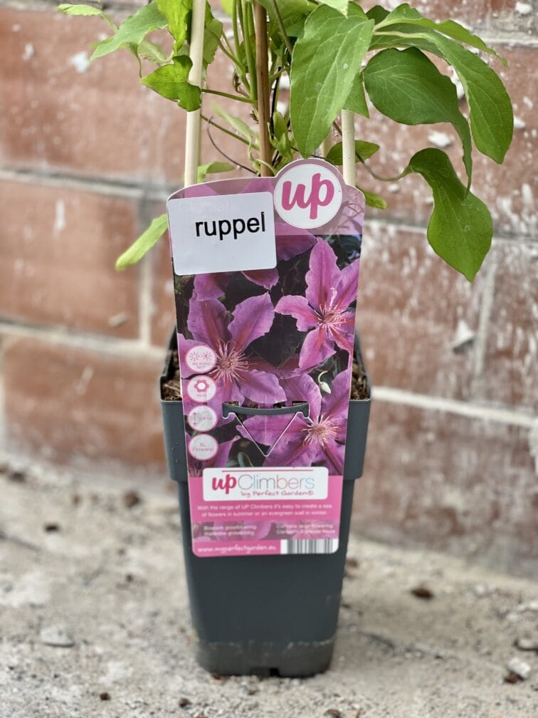 Zdjęcie rośliny Clematis Dr Ruppel, ujęcie 2
