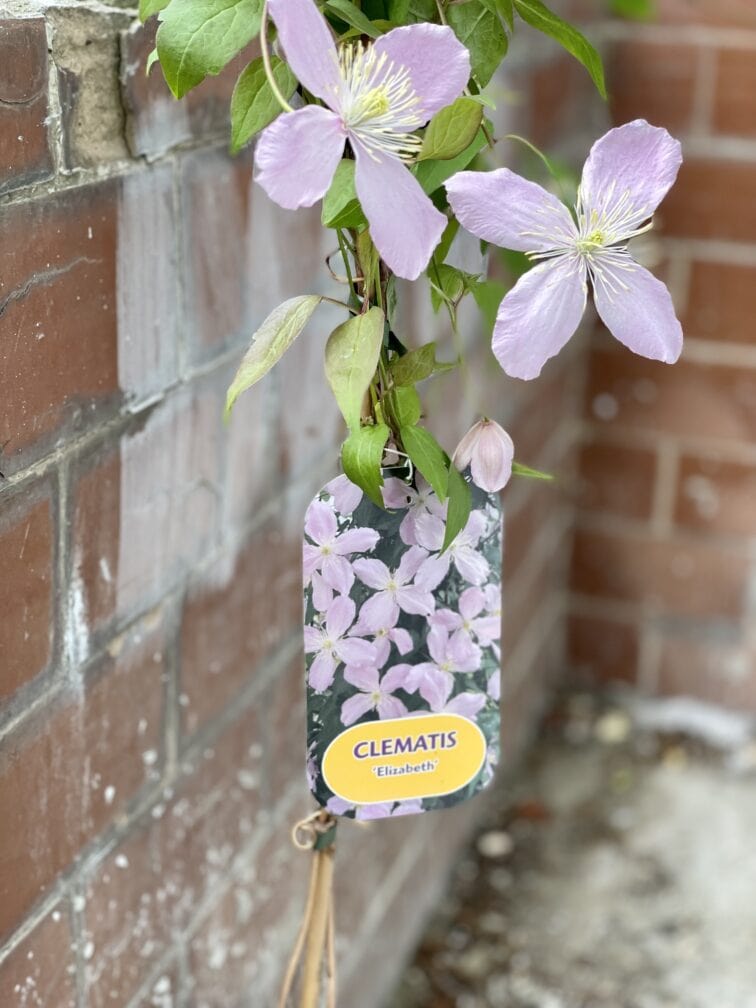 Zdjęcie rośliny Clematis montana Elizabeth (Powojnik górski), ujęcie 1