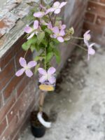 Zdjęcie rośliny Clematis montana Elizabeth (Powojnik górski), ujęcie 2