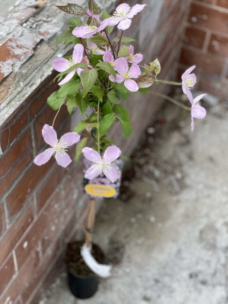 Zdjęcie rośliny Clematis montana Elizabeth (Powojnik górski), ujęcie 2