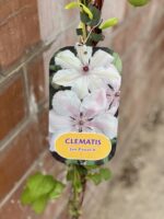 Zdjęcie rosliny doniczkowej Clematis Jan Paweł II (Powojnik wielkokwiatowy), ujęcie 1