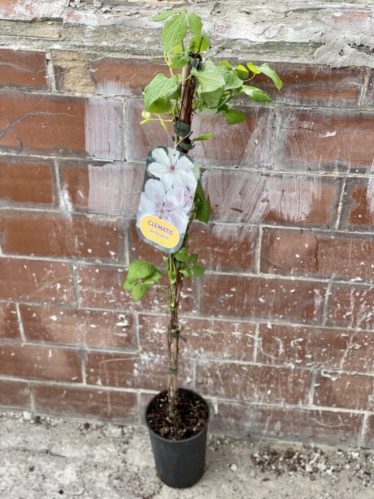 Zdjęcie rosliny doniczkowej Clematis Jan Paweł II (Powojnik wielkokwiatowy), ujęcie 2