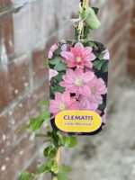 Zdjęcie rosliny doniczkowej Clematis Little Mermaid (Powojnik wielkokwiatowy), ujęcie 1