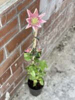 Zdjęcie rosliny doniczkowej Clematis Little Mermaid (Powojnik wielkokwiatowy), ujęcie 2