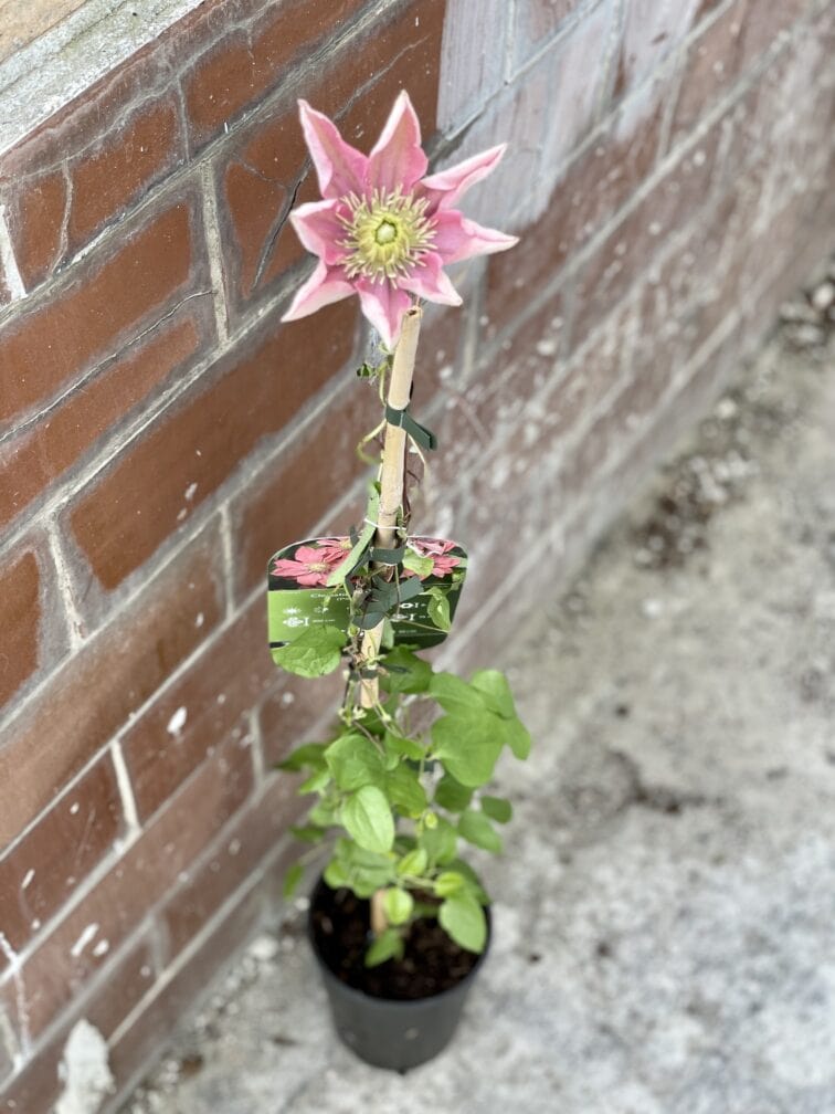 Zdjęcie rosliny doniczkowej Clematis Little Mermaid (Powojnik wielkokwiatowy), ujęcie 2
