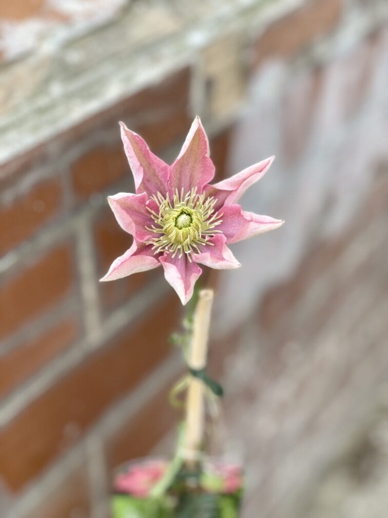 Zdjęcie rosliny doniczkowej Clematis Little Mermaid (Powojnik wielkokwiatowy), ujęcie 3