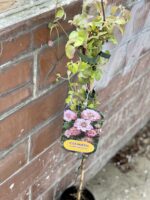Zdjęcie rośliny clematis pink passion, ujęcie 1