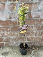 Zdjęcie rośliny clematis pink passion, ujęcie 2