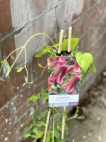 Zdjęcie rośliny Clematis texensis Princess Diana (Powojnik), ujęcie 1