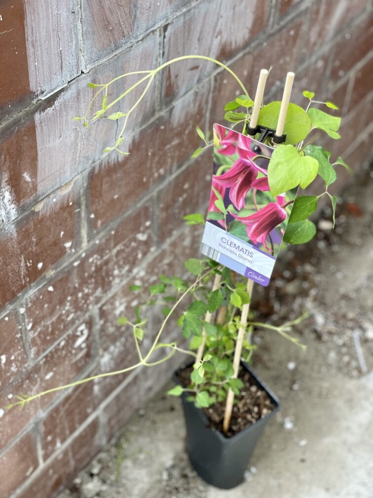 Zdjęcie rośliny Clematis texensis Princess Diana (Powojnik), ujęcie 2