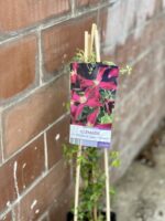 Zdjęcie rośliny Clematis viticella Madame Julia Correvon (Powojnik włoski), ujęcie 1
