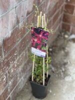 Zdjęcie rośliny Clematis viticella Madame Julia Correvon (Powojnik włoski), ujęcie 2