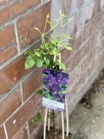 Zdjęcie rośliny Clematis viticella Polish Spirit (Powojnik), ujęcie 1