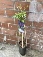 Zdjęcie rośliny Clematis viticella Polish Spirit (Powojnik), ujęcie 2
