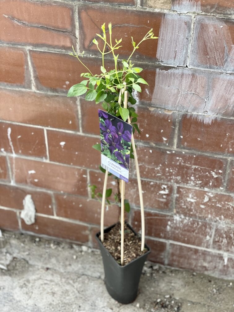Zdjęcie rośliny Clematis viticella Polish Spirit (Powojnik), ujęcie 2