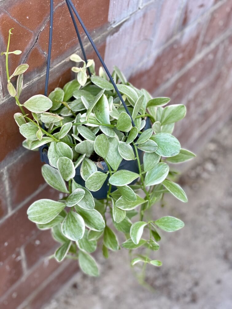 dischidia-oiantha-variegata_14x40-1_1650704512.jpg Zdjęcie rośliny Dischidia Oiantha variegata, ujęcie 1