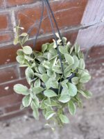 Zdjęcie rośliny Dischidia Oiantha variegata, ujęcie 3