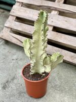 Zdjęcie rosliny doniczkowej Euphorbia marmorata, ujęcie 1