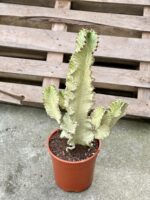 Zdjęcie rosliny doniczkowej Euphorbia marmorata, ujęcie 3