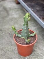 Zdjęcie rosliny doniczkowej Euphorbia Mayuranthanii, ujęcie 1