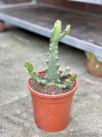 Zdjęcie rosliny doniczkowej Euphorbia Mayuranthanii, ujęcie 2