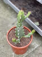 Zdjęcie rosliny doniczkowej Euphorbia Mayuranthanii, ujęcie 3