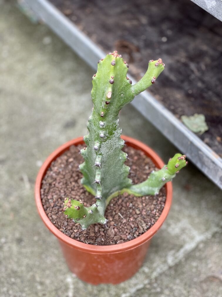 Zdjęcie rosliny doniczkowej Euphorbia Mayuranthanii, ujęcie 3