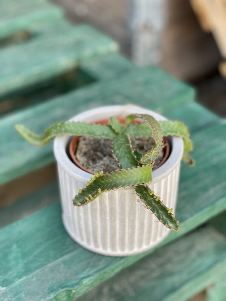 Zdjęcie rośliny Euphorbia stellata, ujęcie 2
