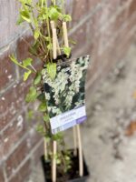 Zdjęcie rośliny Fallopia Aubertii (Rdest Auberta), ujęcie 1