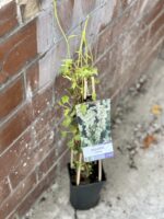 Zdjęcie rośliny Fallopia Aubertii (Rdest Auberta), ujęcie 2