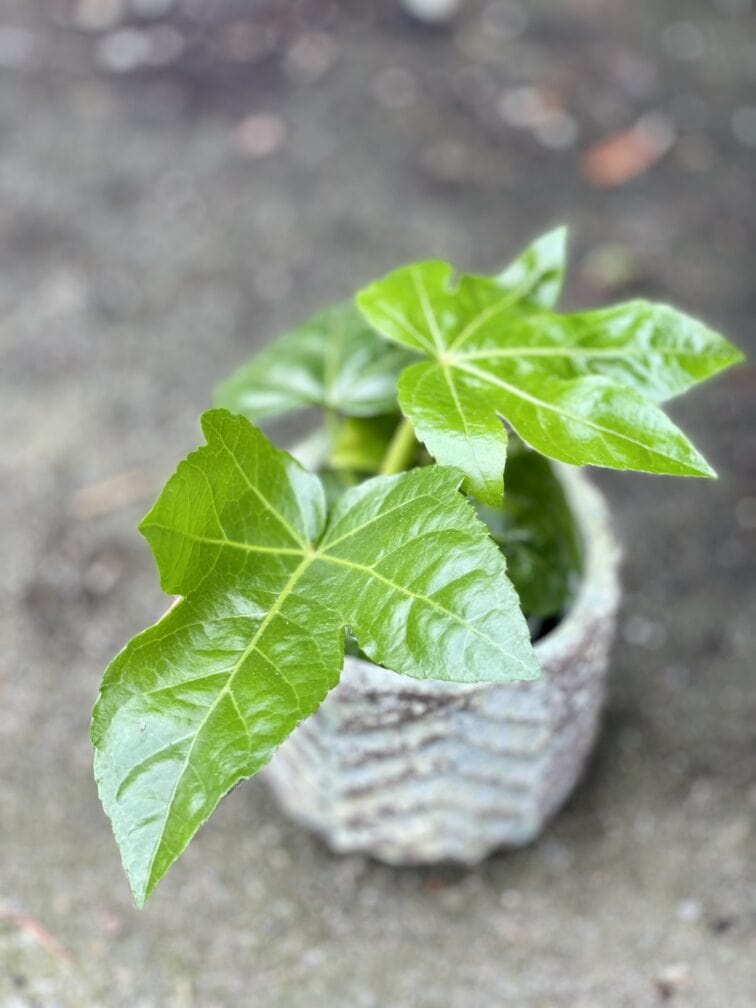 fatsia-japonica_6x12-1_1650102224.jpg Zdjęcie rośliny Fatsia japonica, ujęcie 1