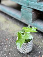 Zdjęcie rośliny Fatsia japonica, ujęcie 2