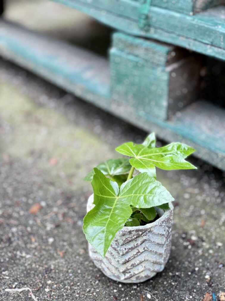 Zdjęcie rośliny Fatsia japonica, ujęcie 2