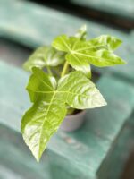 Zdjęcie rośliny Fatsia japonica, ujęcie 3
