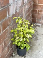 Zdjęcie rośliny Ficus Golden Monique, ujęcie 1