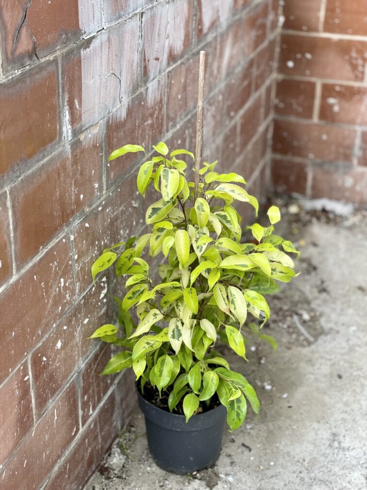 Zdjęcie rośliny Ficus Golden Monique, ujęcie 1