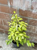Zdjęcie rośliny Ficus Golden Monique, ujęcie 2