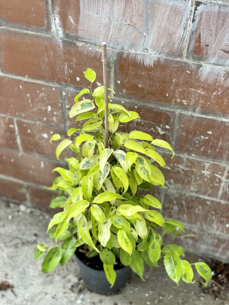 Zdjęcie rośliny Ficus Golden Monique, ujęcie 2