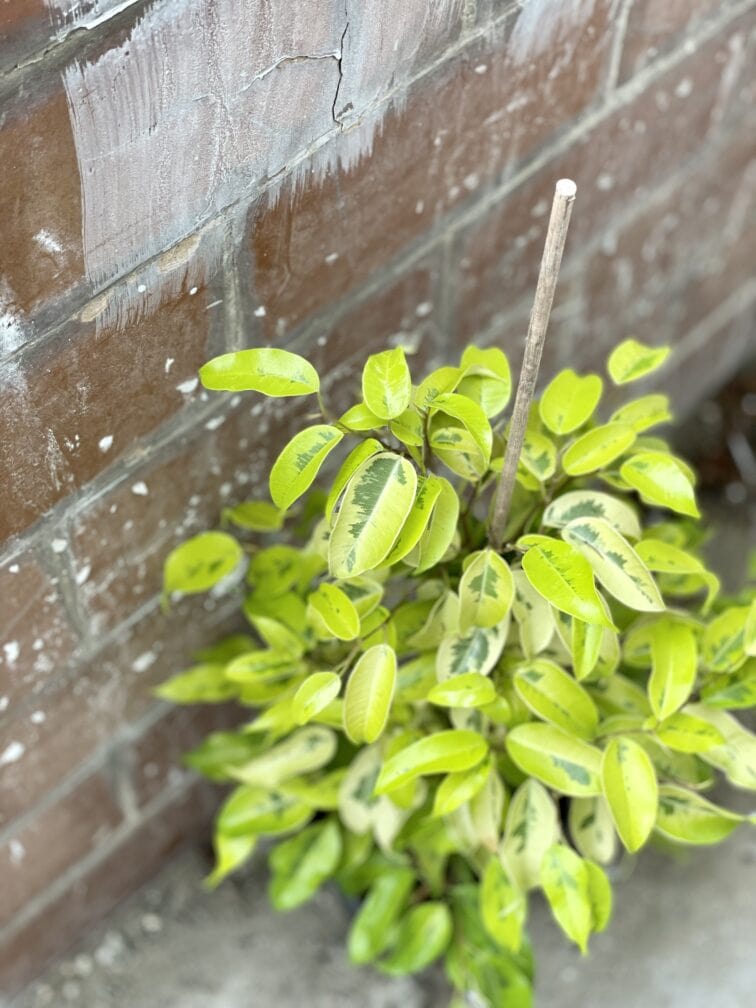 Zdjęcie rośliny Ficus Golden Monique, ujęcie 3