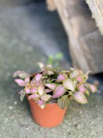 Zdjęcie rośliny Fittonia Ruby Lime, ujęcie 1