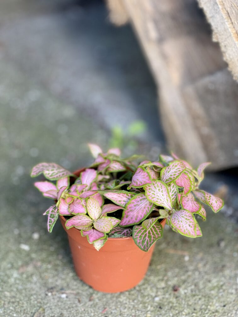 Zdjęcie rośliny Fittonia Ruby Lime, ujęcie 1