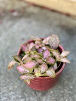 Zdjęcie rośliny Fittonia Ruby Lime, ujęcie 2