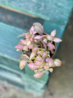 Zdjęcie rośliny Fittonia Ruby Lime, ujęcie 3