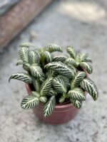 Zdjęcie rośliny Fittonia White Anne, ujęcie 1