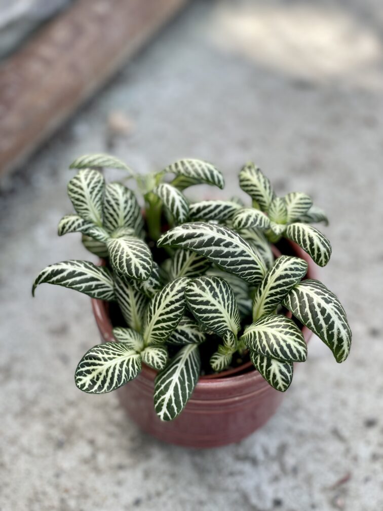 Zdjęcie rośliny Fittonia White Anne, ujęcie 1